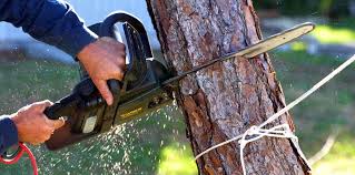 Best Tree Trimming and Pruning  in Mastic Beach, NY
