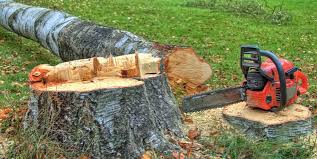 Best Tree Risk Assessment  in Mastic Beach, NY