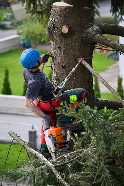 Lawn Watering Services in Mastic Beach, NY